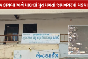 Lakhota Lake Turtle Death: 14 કાચબા અને માછલાં મૃત મળતાં પ્રદૂષણ બોર્ડ હરકતમાં