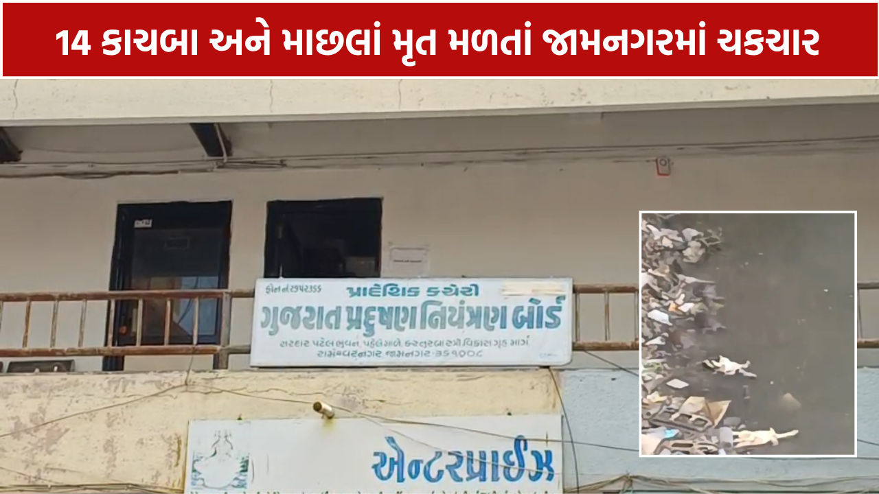 Lakhota Lake Turtle Death: 14 કાચબા અને માછલાં મૃત મળતાં પ્રદૂષણ બોર્ડ હરકતમાં