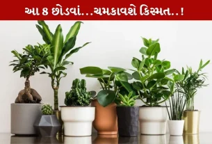 Lucky Plants Vastu અપનાવો...સુખી અને સમૃદ્ધ બનો!