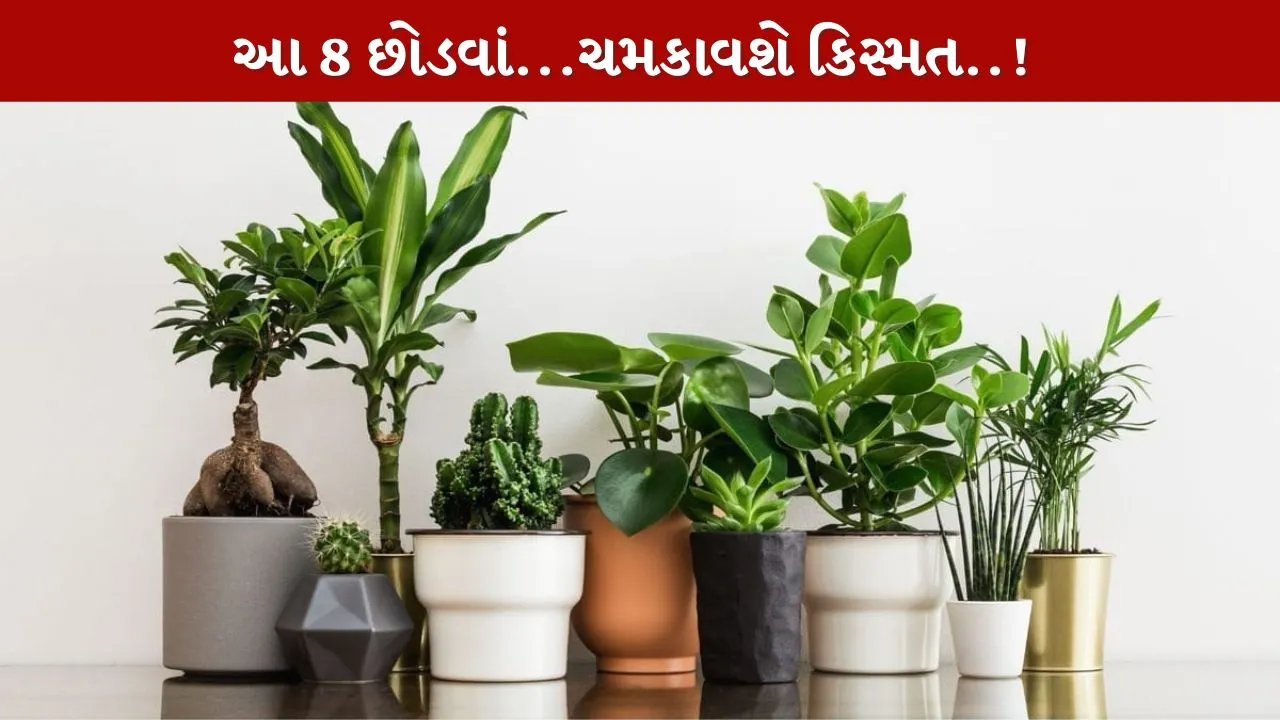 Lucky Plants Vastu અપનાવો...સુખી અને સમૃદ્ધ બનો!