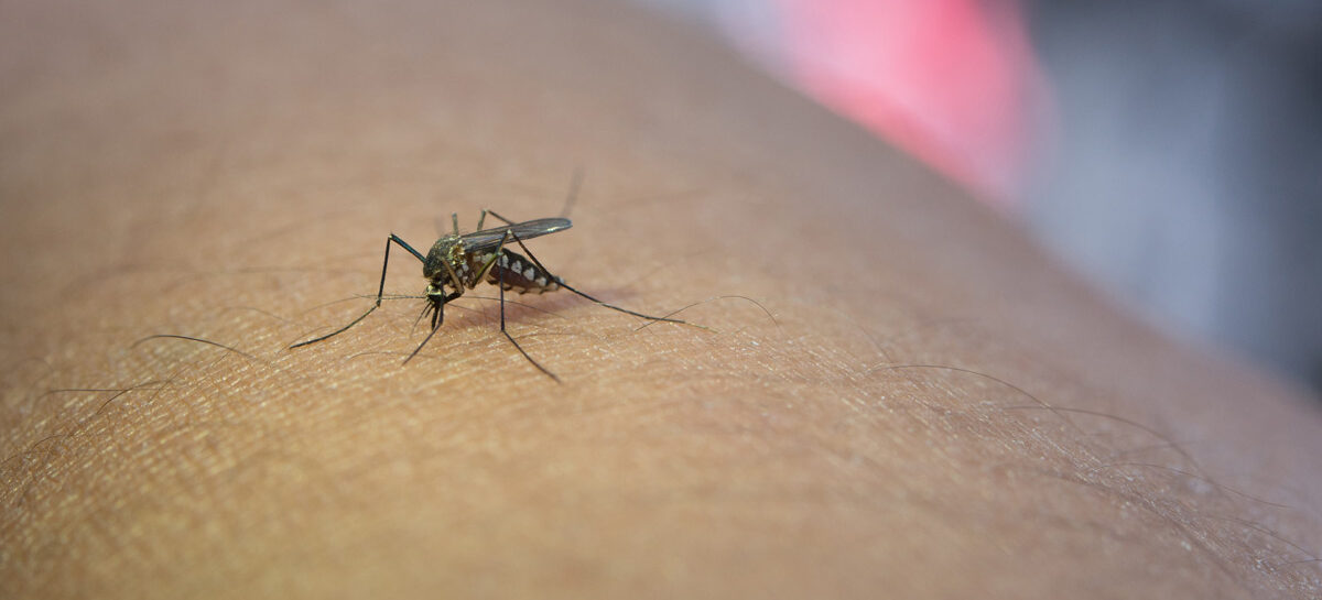 Dengue Brain Stroke: ડેન્ગ્યુમાં બ્રેન સ્ટ્રોકનો ખતરો કેટલો?