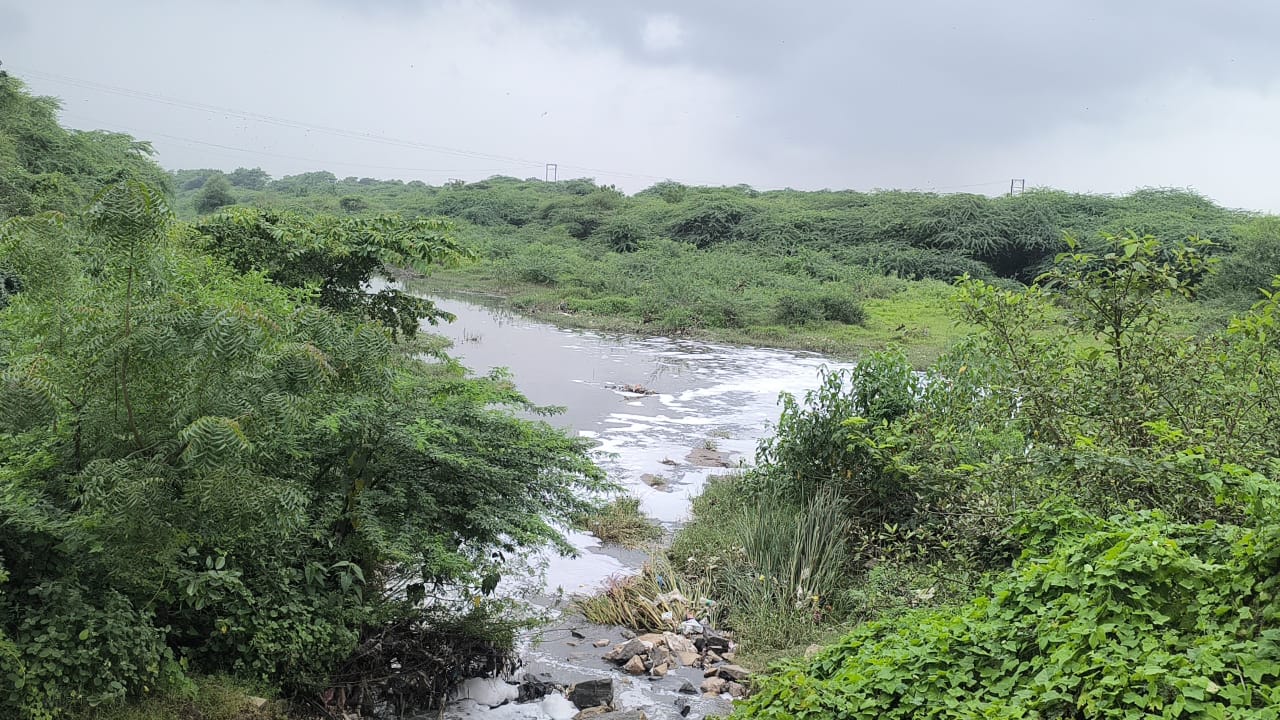 Pudgam Check Dam: હજારો જળચર જીવ મોતને ભેટ્યા