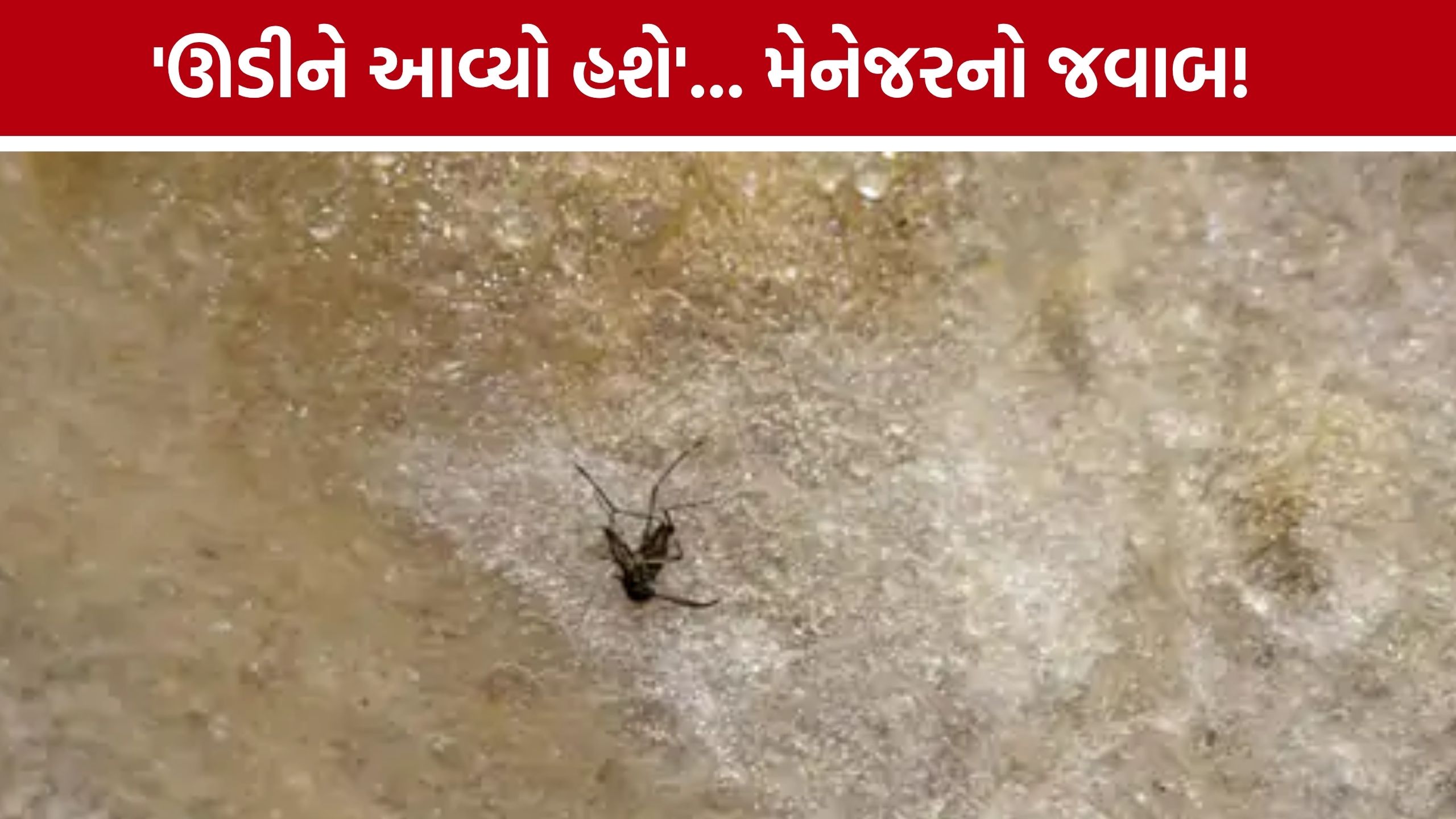 છોલે-ભટુરેની ડિશમાં મચ્છર! Ahmedabad Hocco Eatery સામે AMCમાં ફરિયાદ