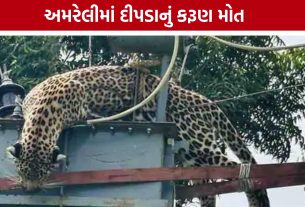 Amreli Leopard Death: શિકારની શોધમાં ટ્રાન્સફોર્મર પર ચડ્યો દીપડો, કરંટ લાગતાં મોત