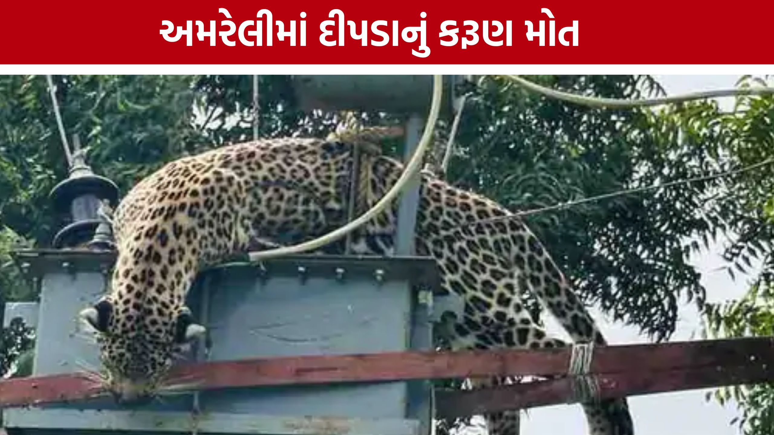 Amreli Leopard Death: શિકારની શોધમાં ટ્રાન્સફોર્મર પર ચડ્યો દીપડો, કરંટ લાગતાં મોત