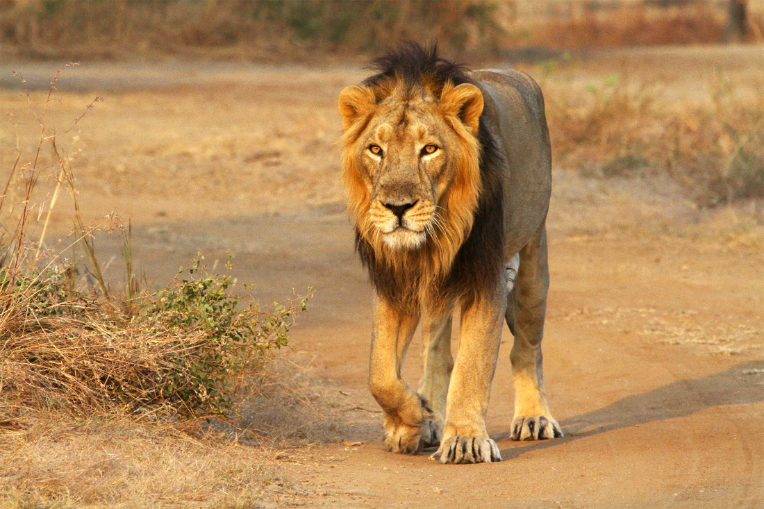 Ambardi Safari Park: સિંહો માટે 100 હેક્ટરનું વિશેષ ક્ષેત્ર