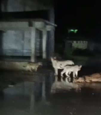 Gir Lion Attack: વરસાદ વચ્ચે પશુનો શિકાર