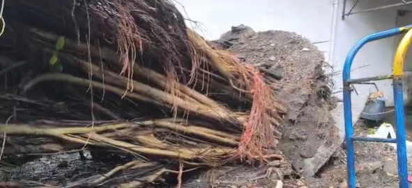 delhi-ncr-heavy-rain-preet-vihar-tree-fall
