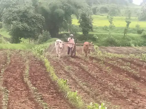 જંગલની જમીન પર ખેતી