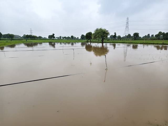Vav Tharad Crop Damage: લાખોનું રોકાણ પાણીમાં ગયું