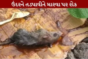 ટ્રેપ (Glue Trap)ના ઉત્પાદનથી લઈને વેચાણ, સંગ્રહ અને ઉપયોગ સુધી પર પ્રતિબંધ (Glue Trap Ban in Gujarat)મૂકવામાં આવ્યો છે
