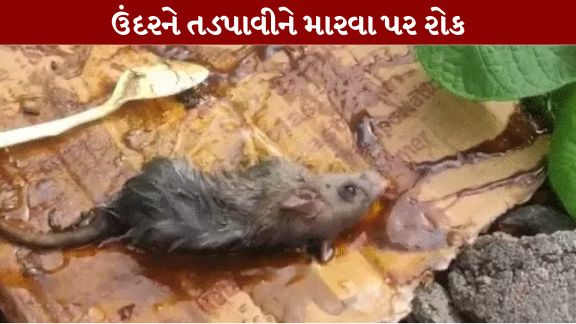 ટ્રેપ (Glue Trap)ના ઉત્પાદનથી લઈને વેચાણ, સંગ્રહ અને ઉપયોગ સુધી પર પ્રતિબંધ (Glue Trap Ban in Gujarat)મૂકવામાં આવ્યો છે