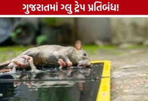 Glue Trap Ban: ગુજરાત સરકારનો મોટો નિર્ણય, ગ્લુ ટ્રેપ પર સંપૂર્ણ પ્રતિબંધ