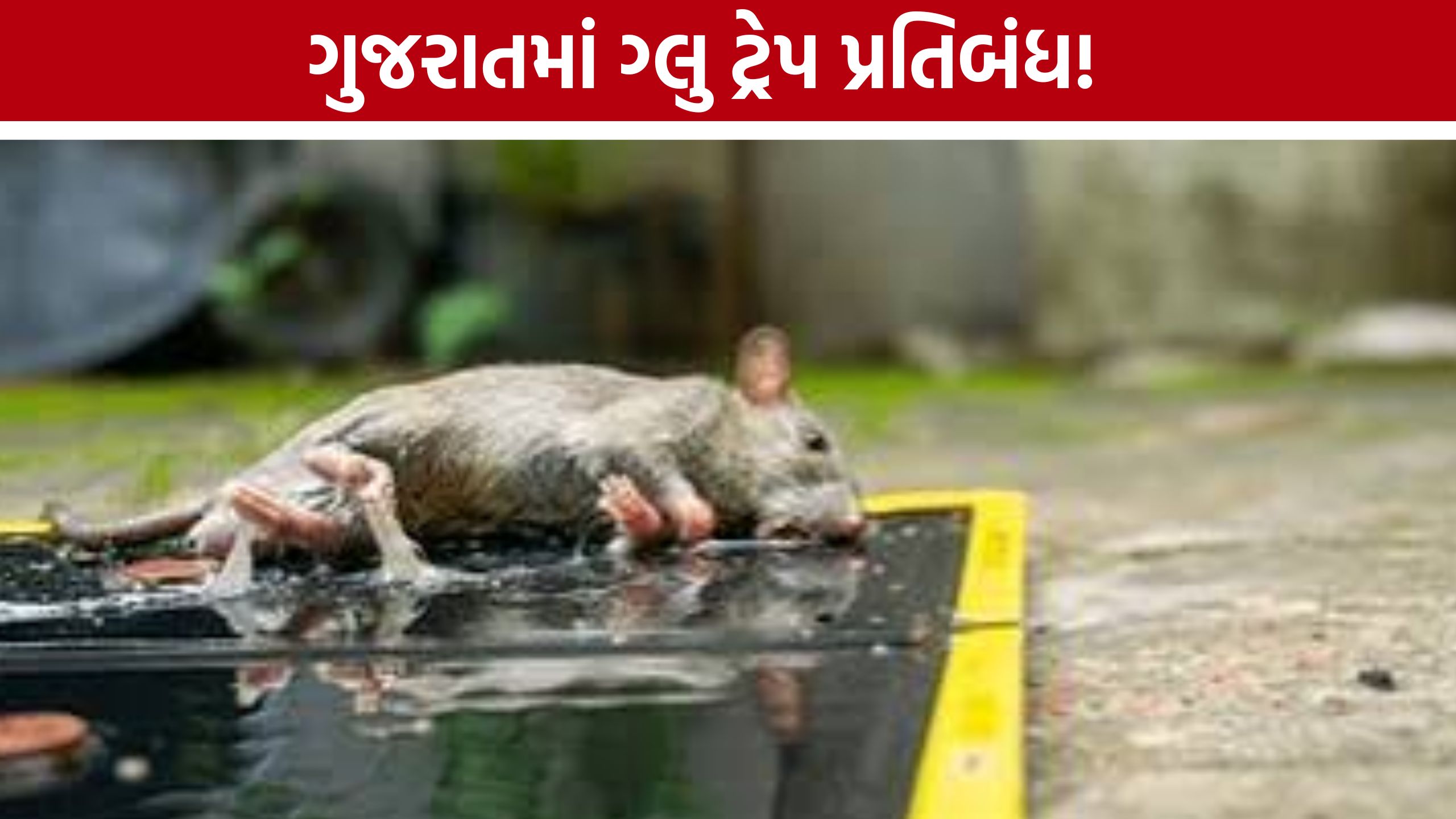 Glue Trap Ban: ગુજરાત સરકારનો મોટો નિર્ણય, ગ્લુ ટ્રેપ પર સંપૂર્ણ પ્રતિબંધ