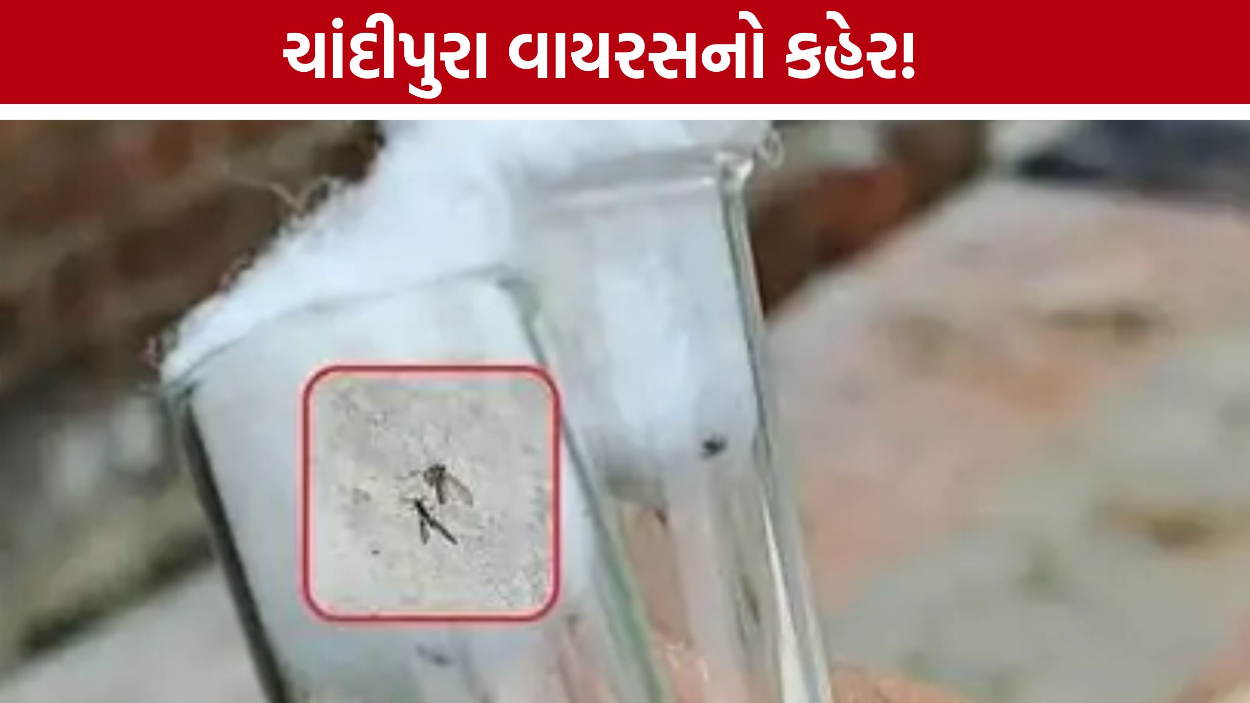 ગુજરાતમાં Chandipura Virusને લઈને ચિંતા, 33 કેસ પોઝિટિવ આવ્યા