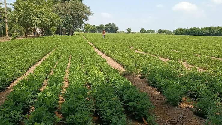 Gujarat Kharif Sowing 2026: 85% વાવેતર પૂર્ણ, કપાસ-મગફળી ખેડૂતોની પહેલી પસંદ