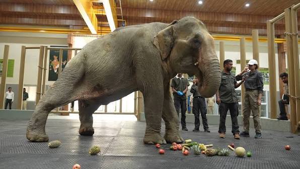 Elephant Joymoti: નાગાલેન્ડના પૂરમાંથી બચાવાયેલી જાયમોતીને વંતારાનો સહારો