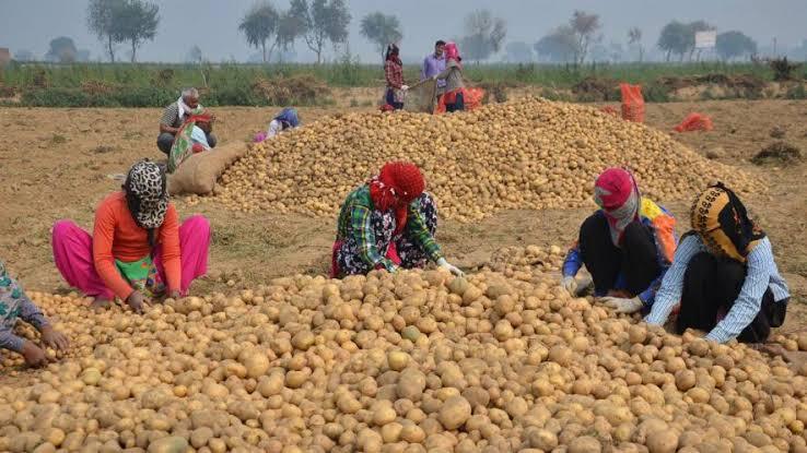 PepsiCo Potato Case હવે સુપ્રીમ કોર્ટમાં પહોંચ્યો