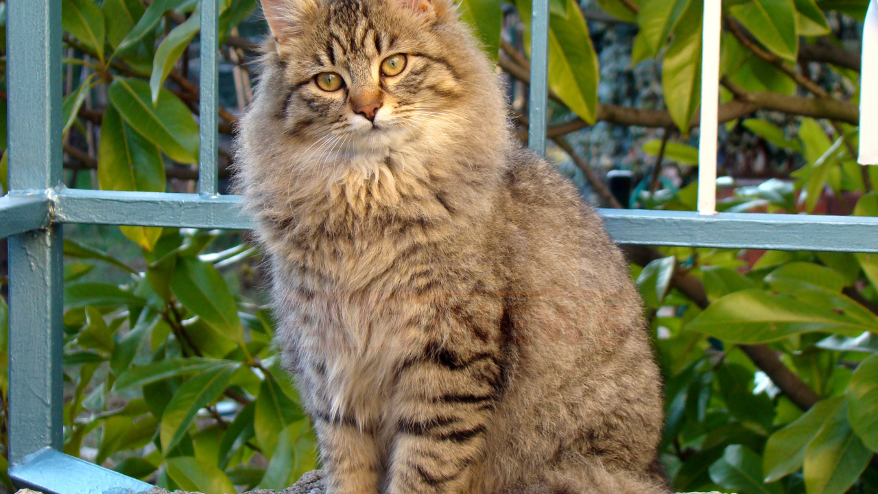 International Cat Day