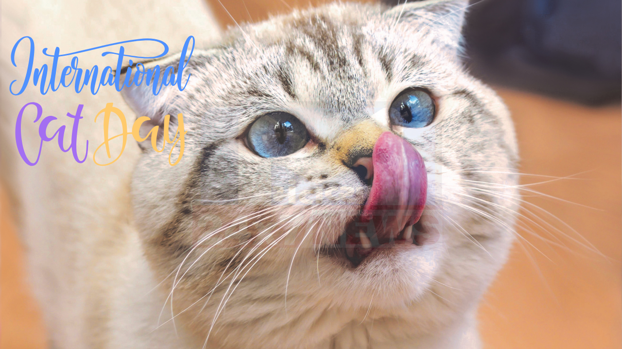 International Cat Day