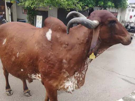 Lumpy Skin Disease: 3 ગાયોમાં લમ્પી જેવા લક્ષણો