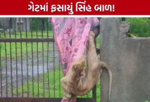 Lion Cub Rescue: લોખંડના ગેટમાં ફસાયું સિંહ બાળ, વનવિભાગે બચાવ્યો
