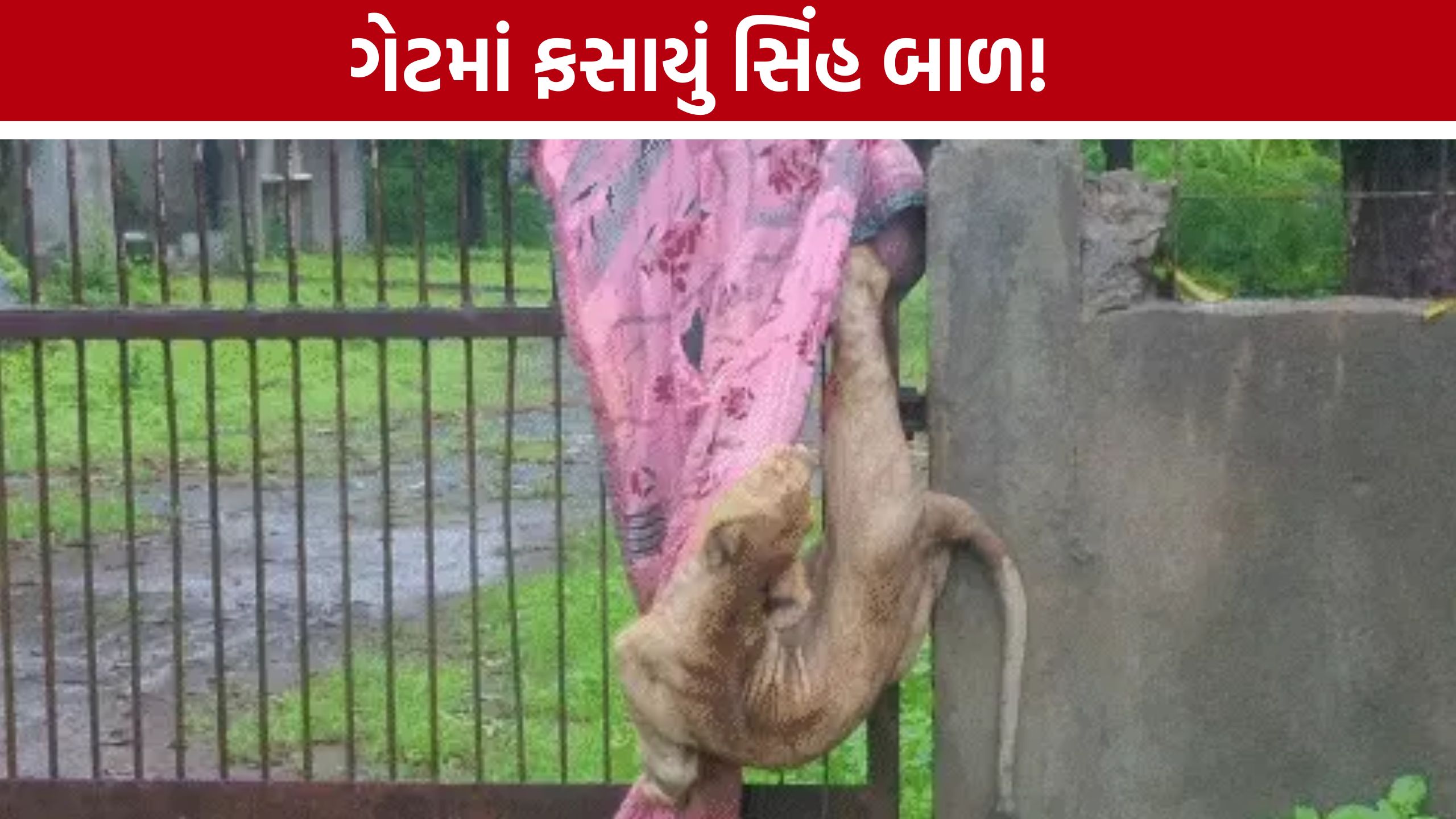 Lion Cub Rescue: લોખંડના ગેટમાં ફસાયું સિંહ બાળ, વનવિભાગે બચાવ્યો