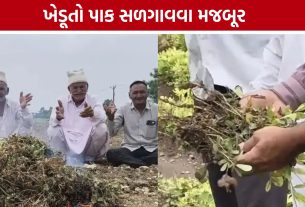 Groundnut Crop Failure: વંથલીમાં મગફળીનો પાક ફેલ! ખેડૂતો ઊભો પાક સળગાવવા મજબૂર