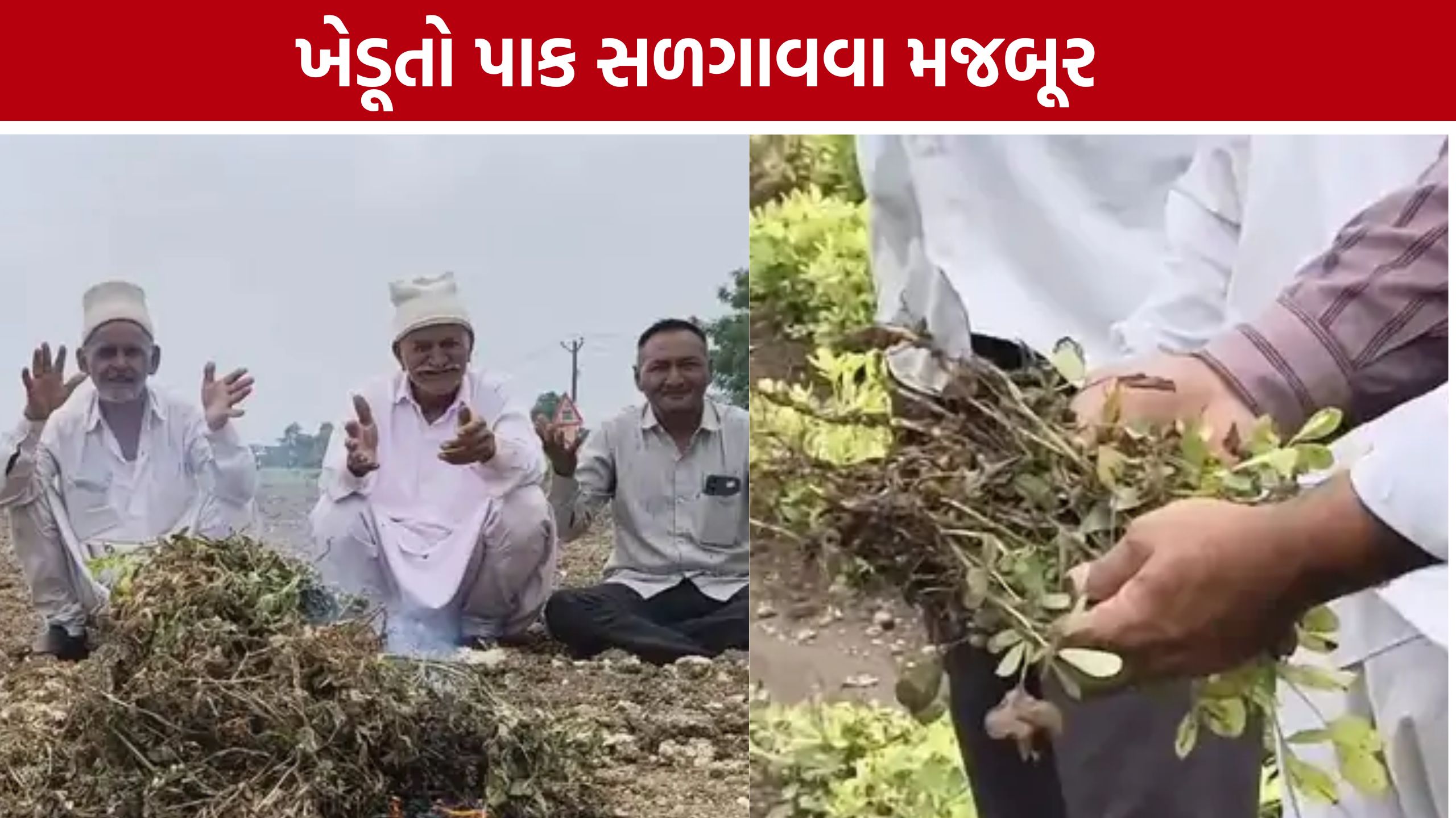 Groundnut Crop Failure: વંથલીમાં મગફળીનો પાક ફેલ! ખેડૂતો ઊભો પાક સળગાવવા મજબૂર