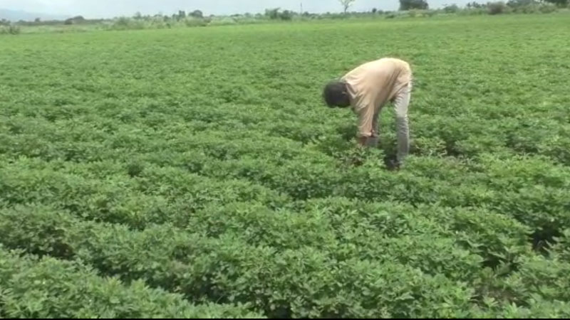 Gujarat Kharif Sowing 2026: 85% વાવેતર પૂર્ણ, કપાસ-મગફળી ખેડૂતોની પહેલી પસંદ