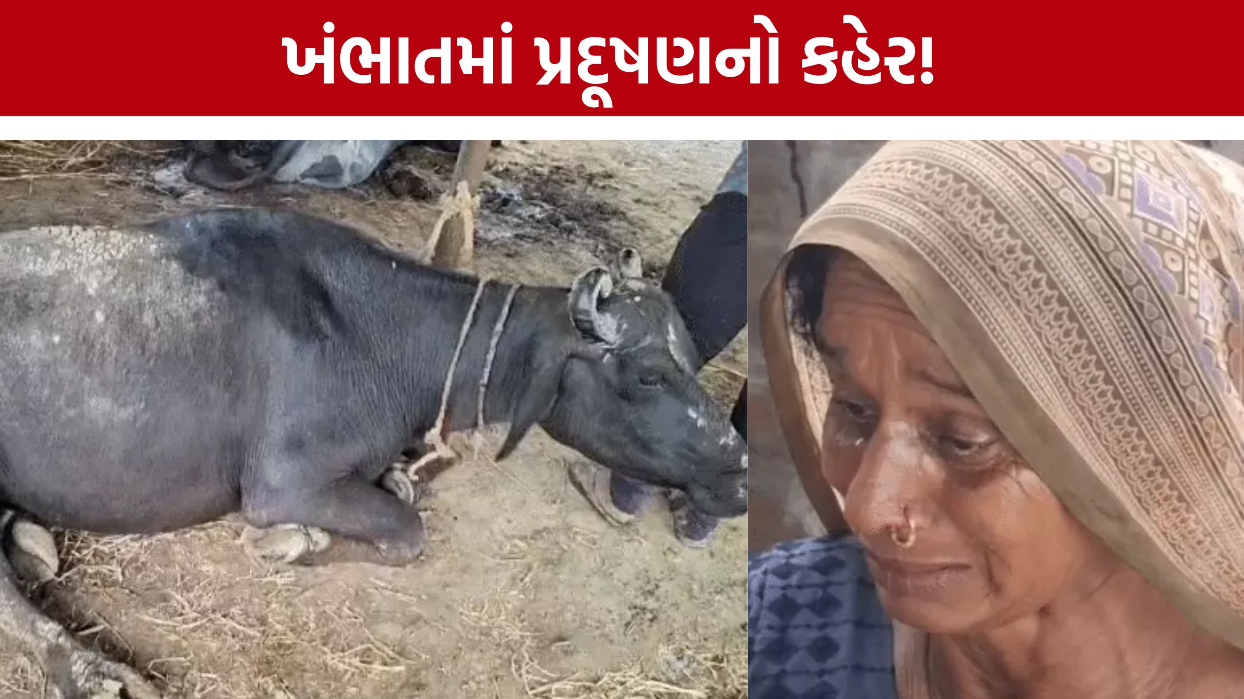 Khambhat Chemical Pollution, પહેલા 200 પક્ષીઓ, હવે 7 પશુઓનાં મોત