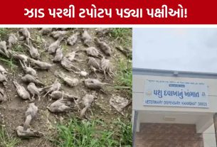 200 પક્ષીઓનાં મોતથી ચકચાર: Khambhat Gas Leakની તપાસ શરૂ, FSL રિપોર્ટની રાહ