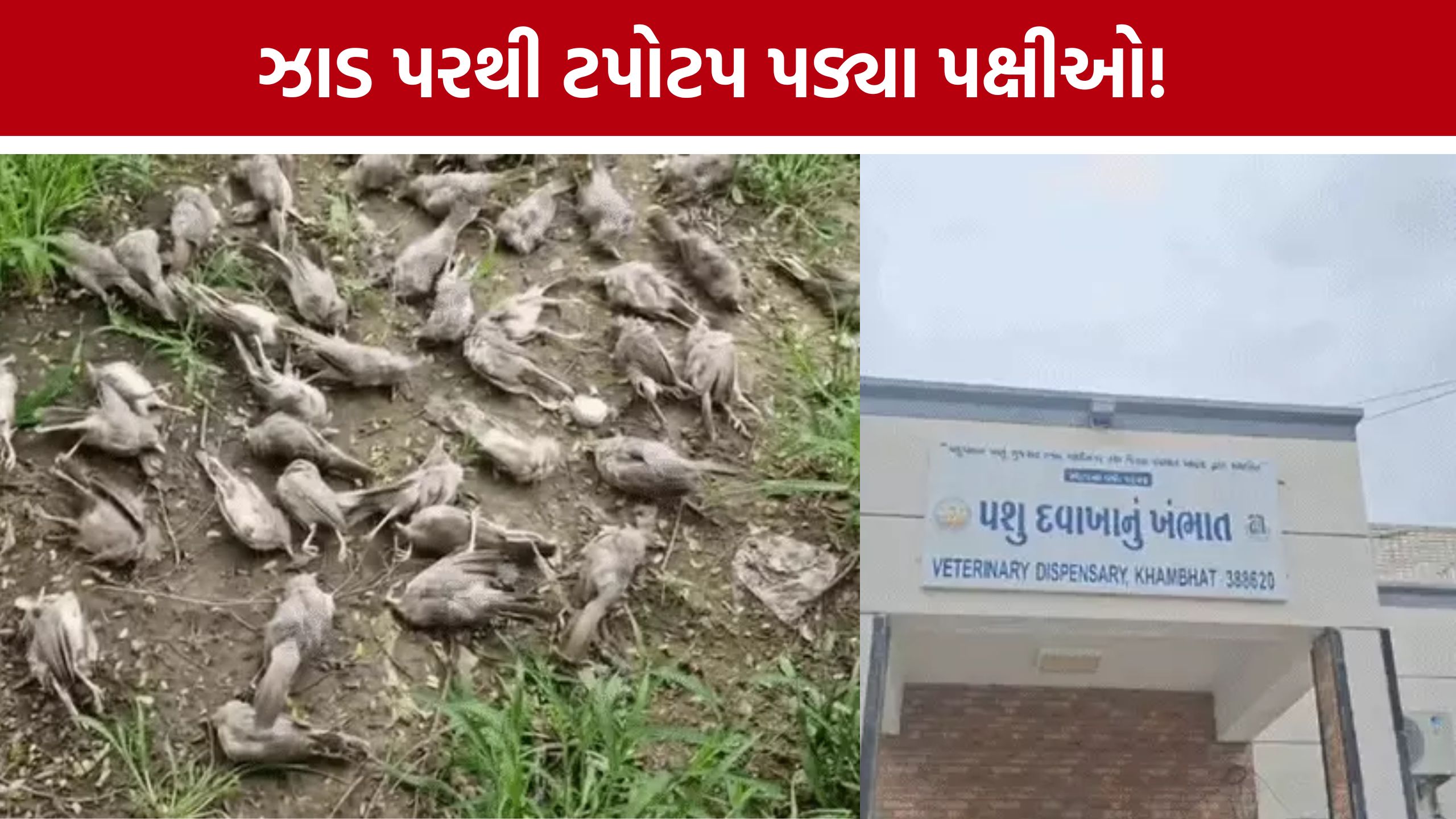 200 પક્ષીઓનાં મોતથી ચકચાર: Khambhat Gas Leakની તપાસ શરૂ, FSL રિપોર્ટની રાહ