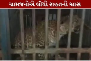 વલસાડ (Valsad) જિલ્લાના ડુમલાવ ગામમાં છેલ્લા ઘણા દિવસોથી જોવા મળતા દીપડા (Leopard)ને આખરે વનવિભાગની ટીમે પાંજરે પુરવામાં સફળતા મેળવી છે