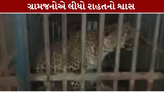 વલસાડ (Valsad) જિલ્લાના ડુમલાવ ગામમાં છેલ્લા ઘણા દિવસોથી જોવા મળતા દીપડા (Leopard)ને આખરે વનવિભાગની ટીમે પાંજરે પુરવામાં સફળતા મેળવી છે