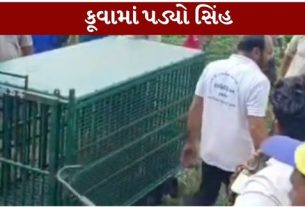 જસાધાર અને ખાંભા રેન્જના સ્ટાફે ગામલોકોના સહયોગથી સિંહને સુરક્ષિત (Lion Rescue)રીતે કૂવામાંથી બહાર કાઢ્યો હતો