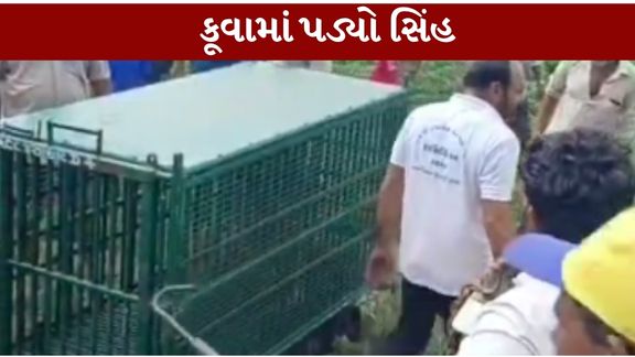જસાધાર અને ખાંભા રેન્જના સ્ટાફે ગામલોકોના સહયોગથી સિંહને સુરક્ષિત (Lion Rescue)રીતે કૂવામાંથી બહાર કાઢ્યો હતો