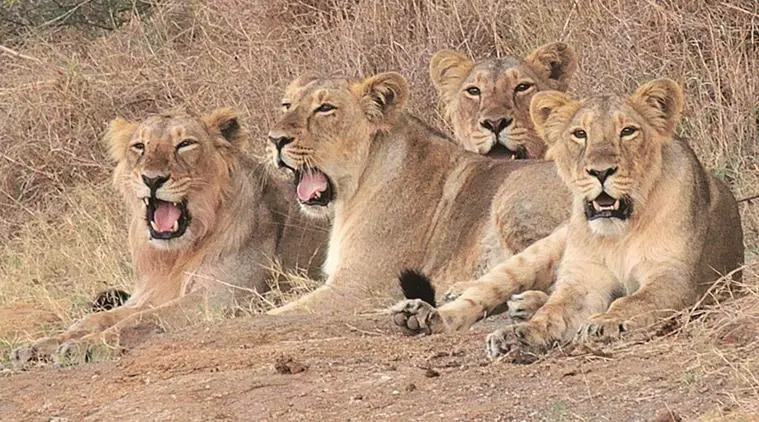 Ambardi Safari Park: સિંહો માટે 100 હેક્ટરનું વિશેષ ક્ષેત્ર