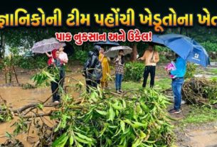 દક્ષિણ ગુજરાતમાં કુદરતી આફત અને ભારે વરસાદ (Heavy Rain)ને કારણે લીલીછમ વાડીઓમાં વર્ષોની મહેનતથી ઉછેરેલી બાગાયતી કલમો અને વૃક્ષો જમીનદોસ્ત થતાં ખેડૂતો ચિંતામાં મુકાયા છે
