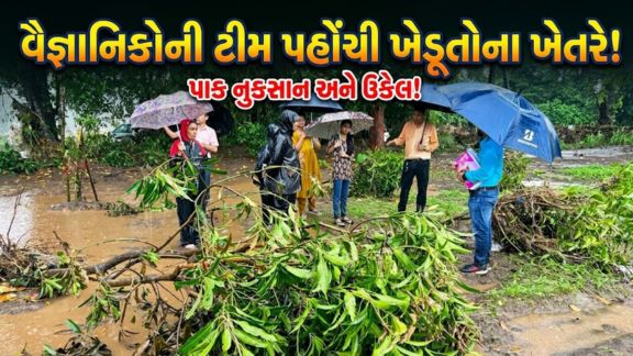 દક્ષિણ ગુજરાતમાં કુદરતી આફત અને ભારે વરસાદ (Heavy Rain)ને કારણે લીલીછમ વાડીઓમાં વર્ષોની મહેનતથી ઉછેરેલી બાગાયતી કલમો અને વૃક્ષો જમીનદોસ્ત થતાં ખેડૂતો ચિંતામાં મુકાયા છે