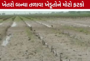 Farmers Crop Damage: મહેનત પર ફરી વળ્યું પાણી! મોરબીમાં કપાસ અને મગફળીનો પાક નિષ્ફળ
