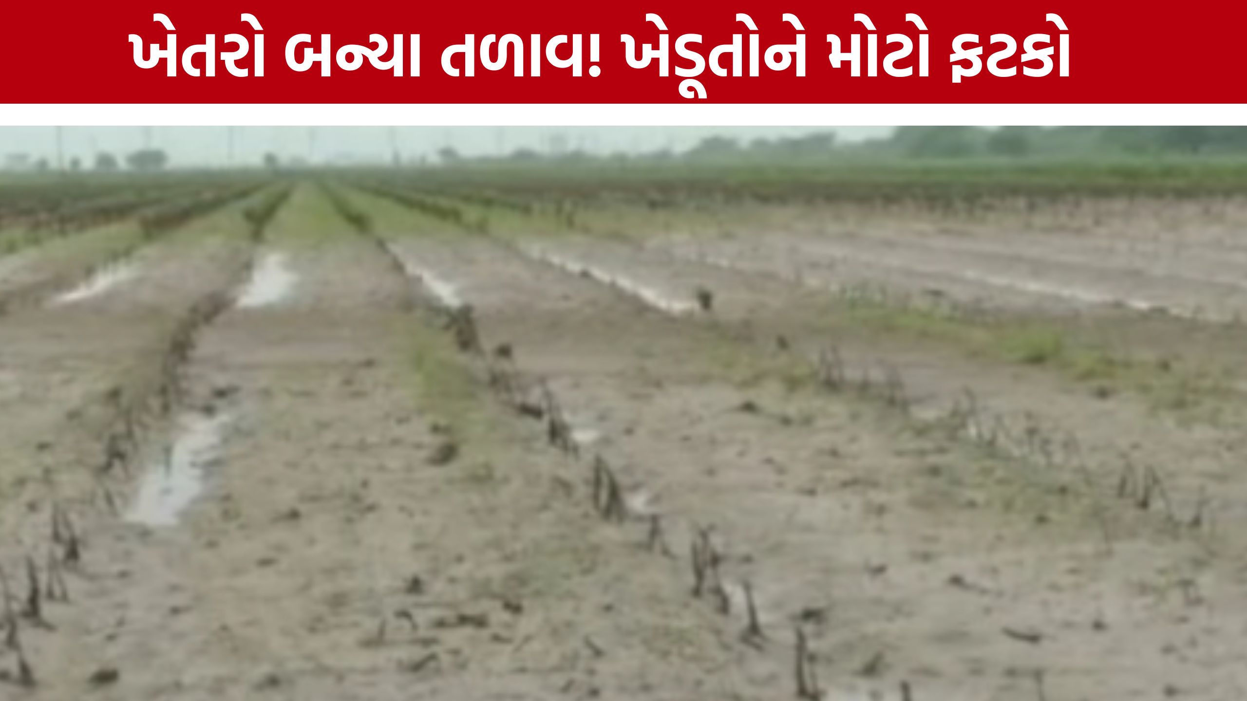Farmers Crop Damage: મહેનત પર ફરી વળ્યું પાણી! મોરબીમાં કપાસ અને મગફળીનો પાક નિષ્ફળ