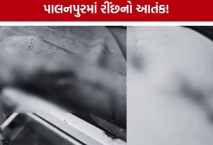 Bear Attack : પાલનપુરમાં રીંછનો કહેર, ગામમાં ઘૂસી 7 લોકોને ઘાયલ કર્યા