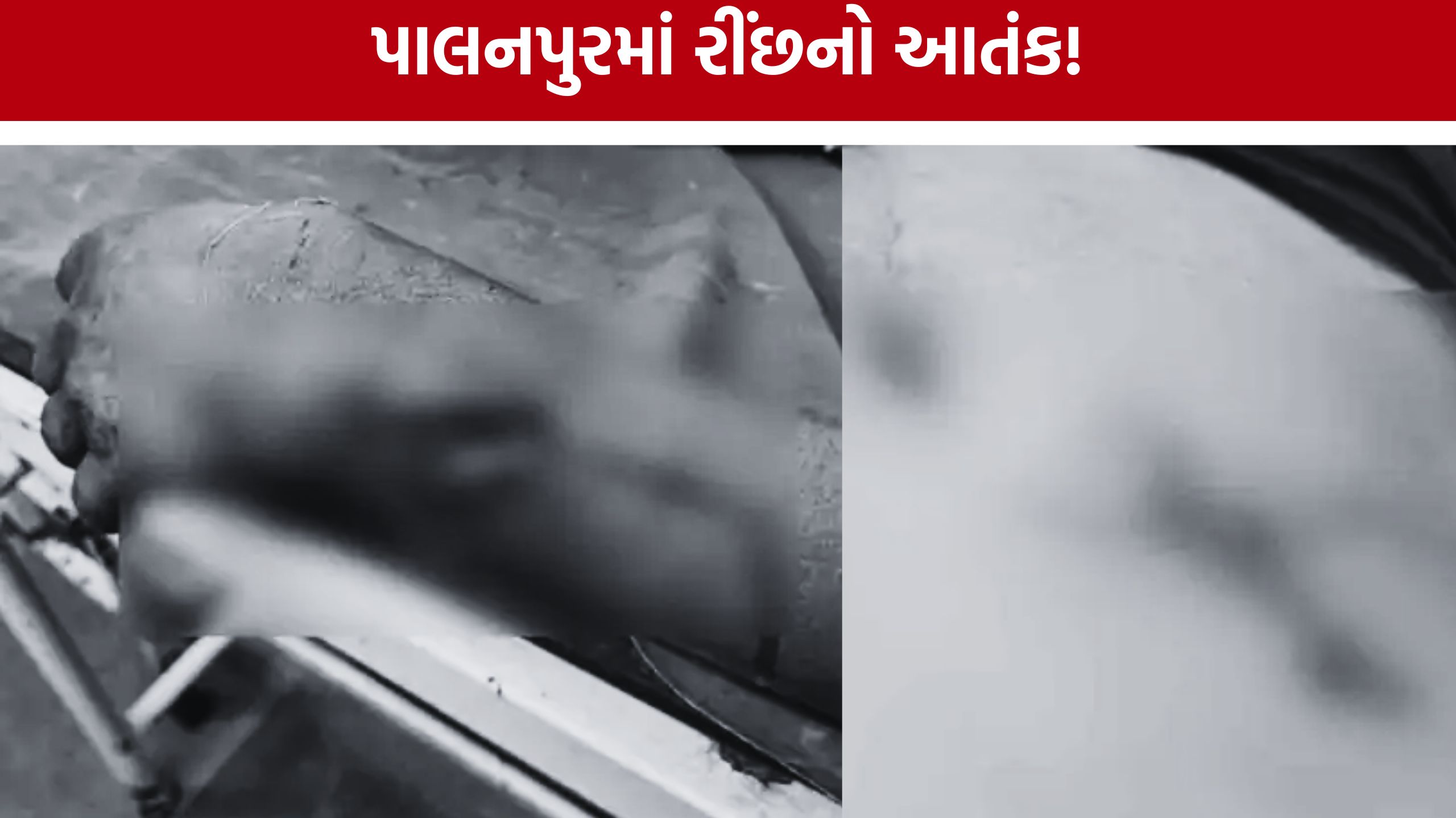 Bear Attack : પાલનપુરમાં રીંછનો કહેર, ગામમાં ઘૂસી 7 લોકોને ઘાયલ કર્યા