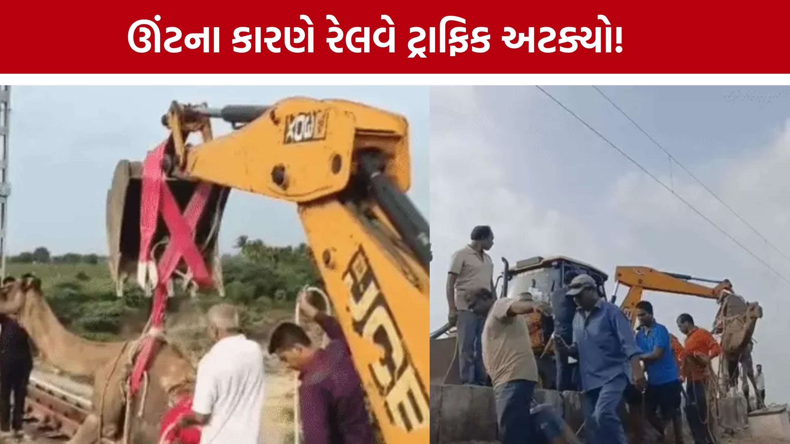 Porbandar Railway Track પર ઊંટ બેસી જતા દોડધામ, લોકો પાઇલટે ટ્રેન રોકી