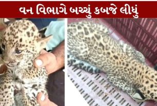 જુનાગઢના (Junagadh)માંગરોળ નજીક આવેલા શેખપુર ગામમાં દીપડાનું બચ્ચું (Leopard Cub)મળી આવતાં સ્થાનિક વિસ્તારમાં ચકચાર મચી ગઈ હતી