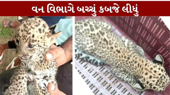 જુનાગઢના (Junagadh)માંગરોળ નજીક આવેલા શેખપુર ગામમાં દીપડાનું બચ્ચું (Leopard Cub)મળી આવતાં સ્થાનિક વિસ્તારમાં ચકચાર મચી ગઈ હતી