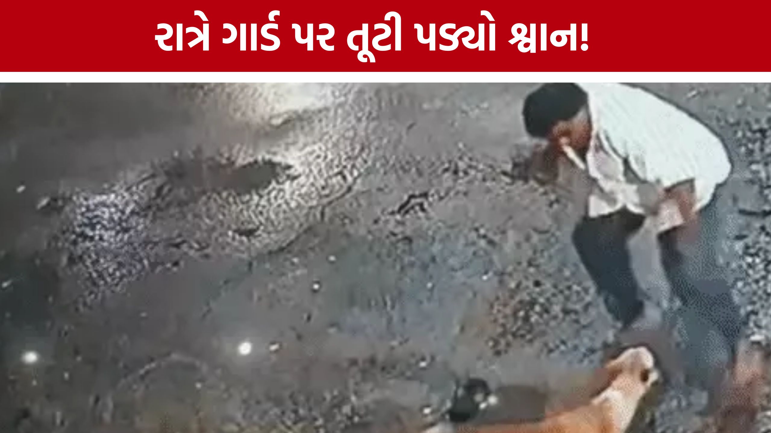 Security Guard Dog Attack: રાત્રે સોસાયટીમાં ઘૂસેલા શ્વાને ગાર્ડને બચકું ભર્યું, રહીશોમાં ફફડાટ