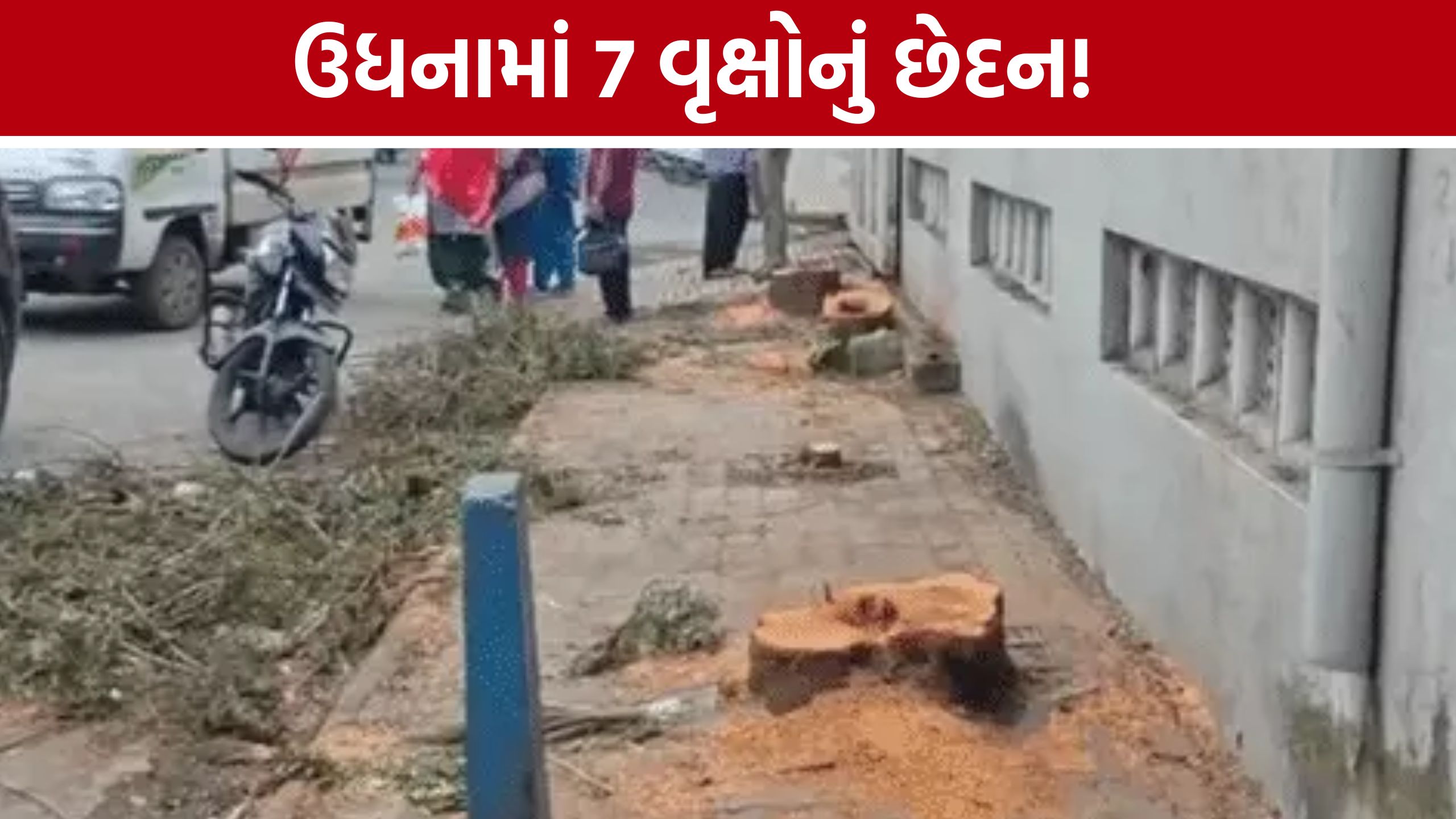 Surat Udhna Tree Illegal Cutting: બિલ્ડિંગને નડતરરૂપ બન્યા તો 7 વૃક્ષો કપાયા? રાતોરાત છેદનથી રોષ