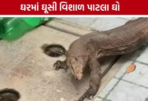 Monitor Lizard Rescue: વાઘોડિયા રોડ પર ઘરમાં ઘૂસી વિશાળ પાટલા ઘો, રેસ્ક્યૂ બાદ પરિવારને રાહત